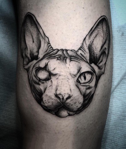 斯芬克斯猫的一组黑灰猫纹身图片