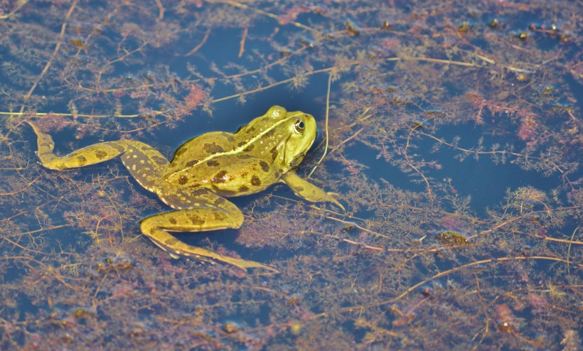 池塘里的青蛙图片(14张)