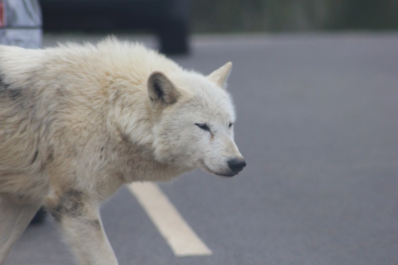 白色的野狼图片(12张)