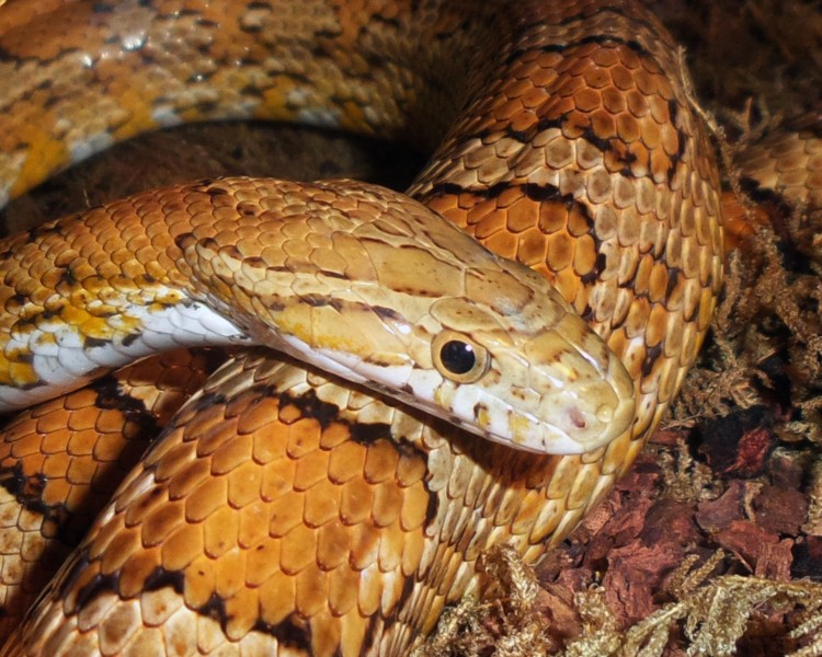 冰冷危险的毒蛇图片(15张)