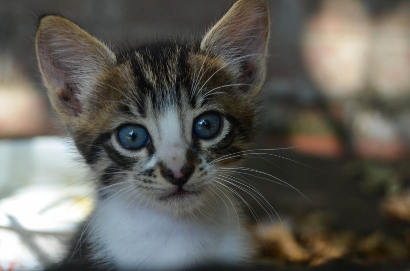 猫咪脸部特写图片(15张)