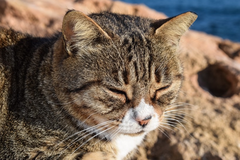 猫咪脸部特写图片(15张)