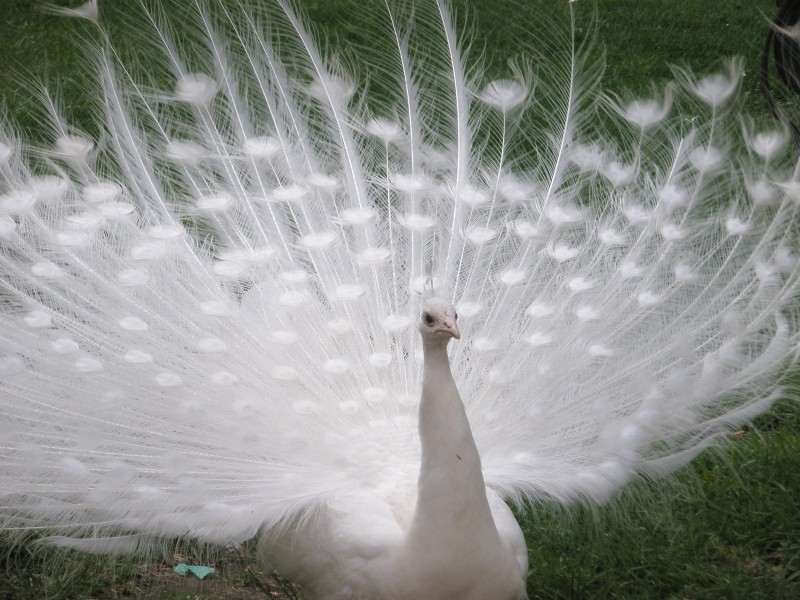 美丽端庄的白孔雀图片(11张)