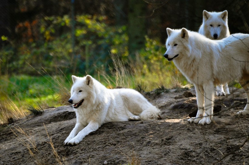 白色的野狼图片(12张)