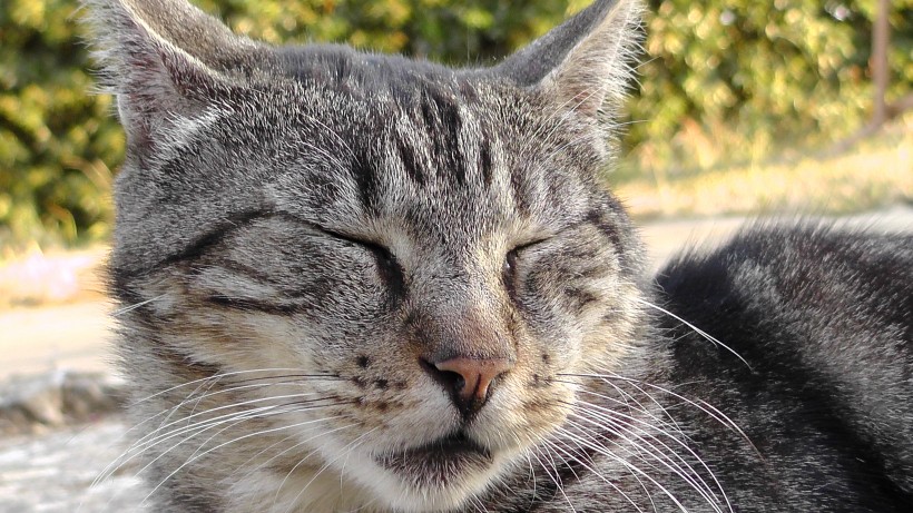 猫咪脸部特写图片(15张)