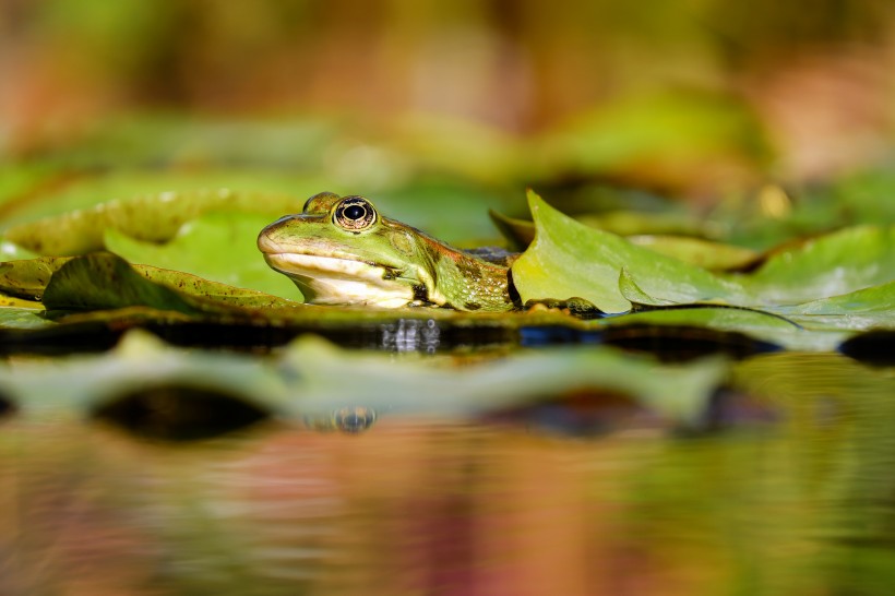 池塘里的青蛙图片(14张)