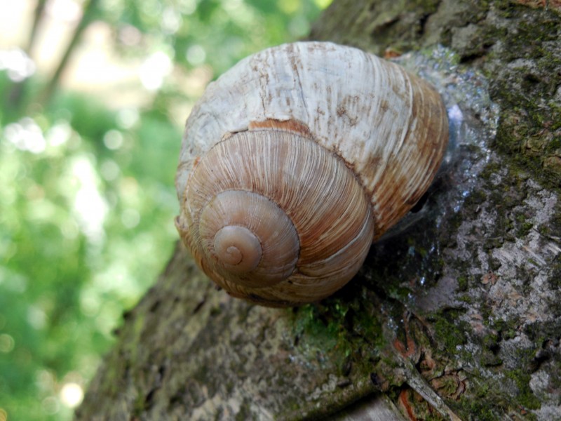 蜷缩在壳里的蜗牛图片(14张)
