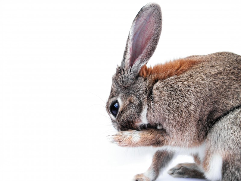 竖起双耳的兔子图片(12张)