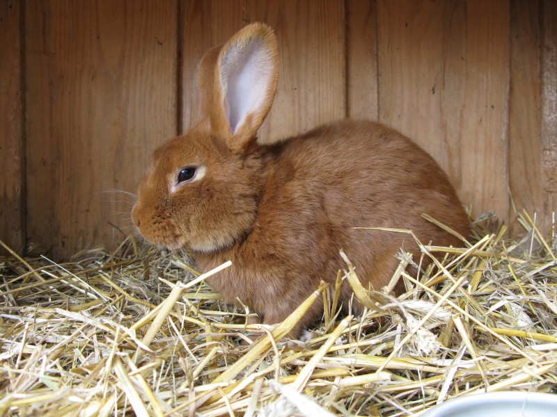竖起双耳的兔子图片(12张)