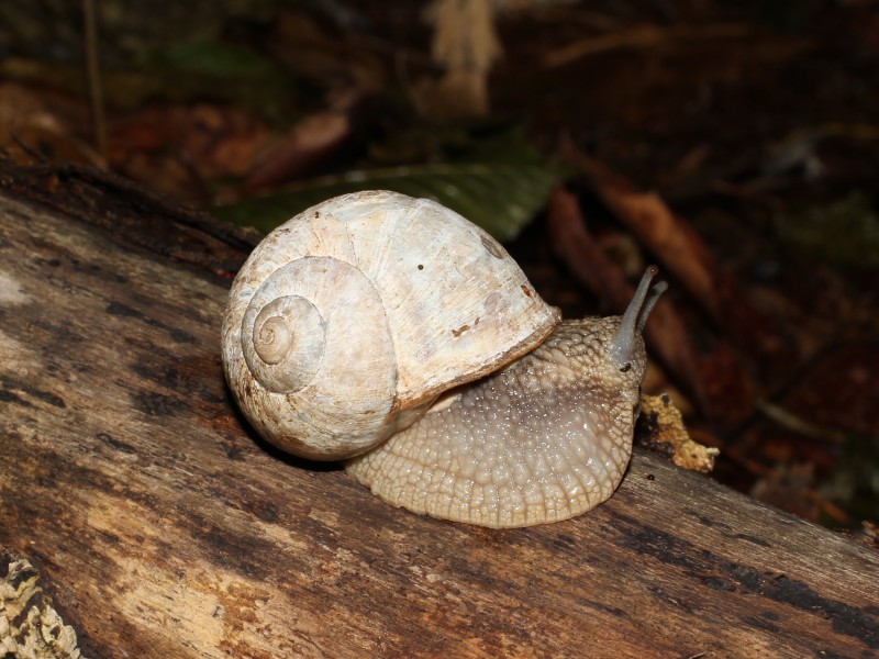 蜷缩在壳里的蜗牛图片(14张)