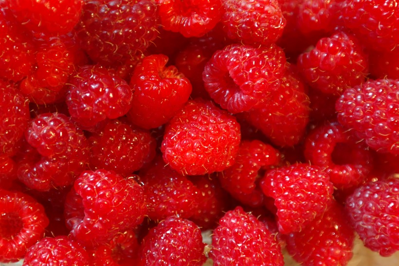 又红又甜的山莓图片(12张)