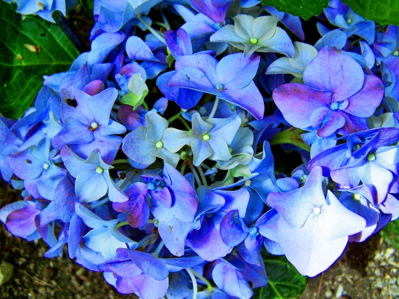 蓝色的绣球花图片(13张)
