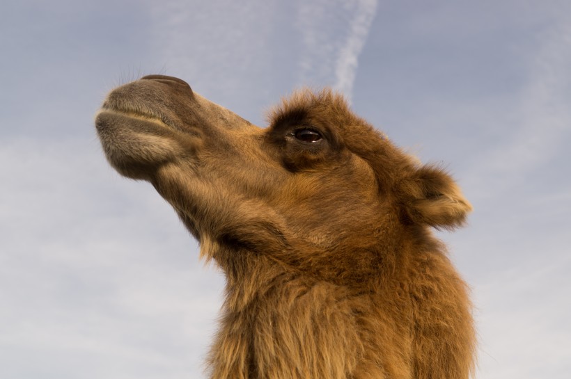 骆驼头部图片(14张)