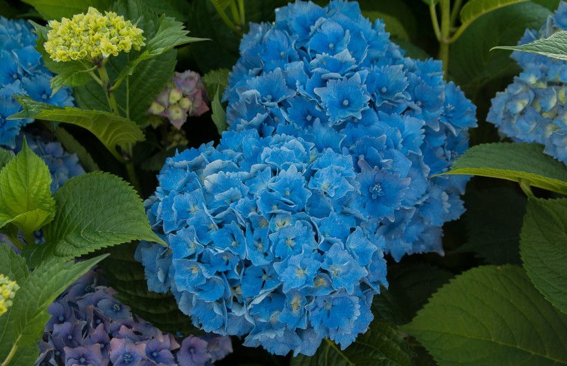 蓝色的绣球花图片(13张)