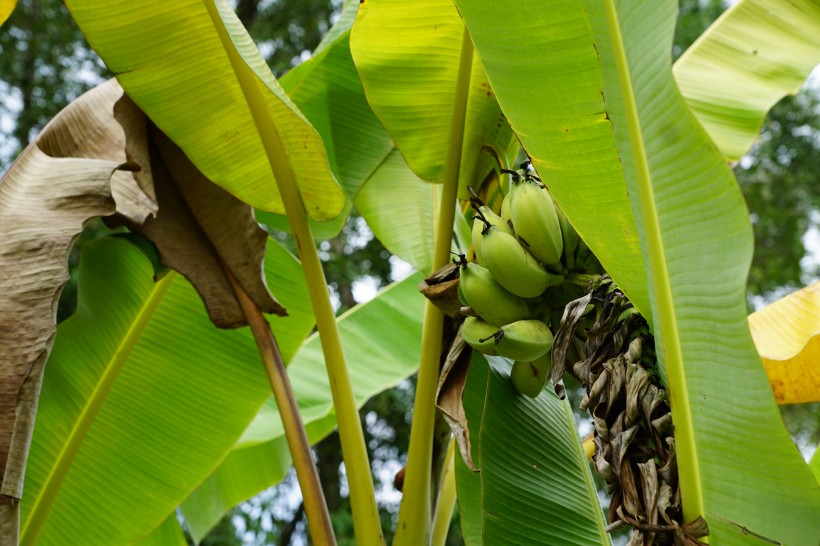 未成熟的绿色香蕉图片(15张)