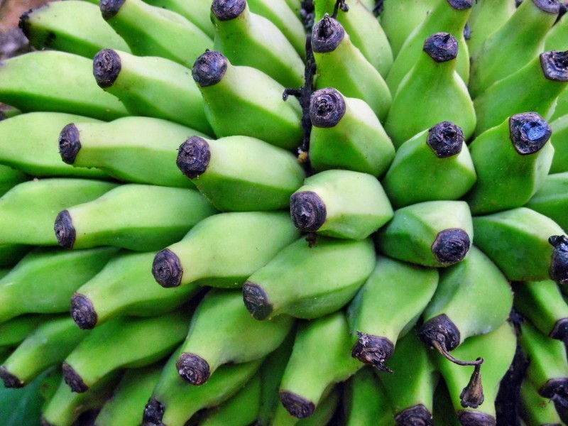 未成熟的绿色香蕉图片(15张)