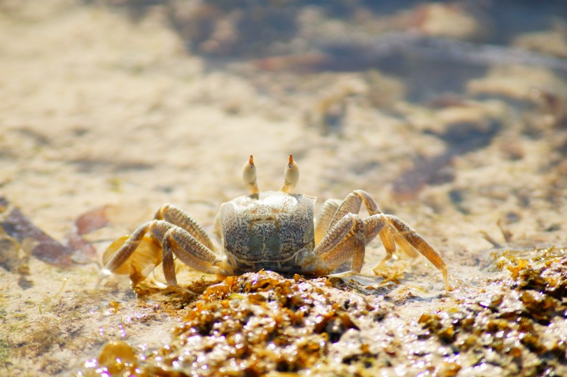 沙滩上的螃蟹图片(9张)