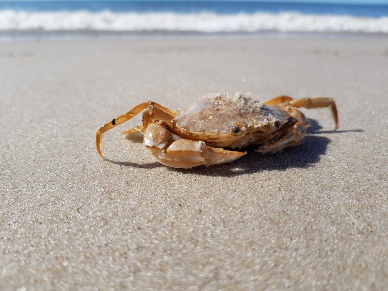 沙滩上的螃蟹图片(9张)