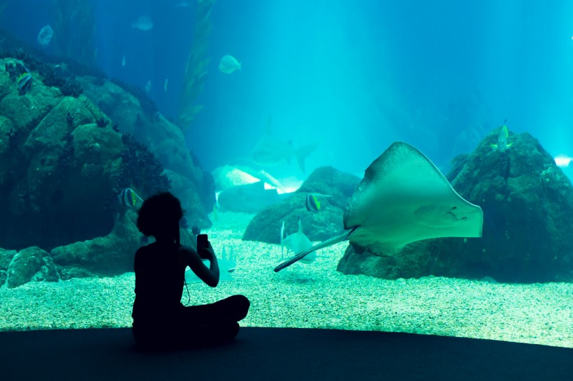 奇妙的水族馆图片(11张)