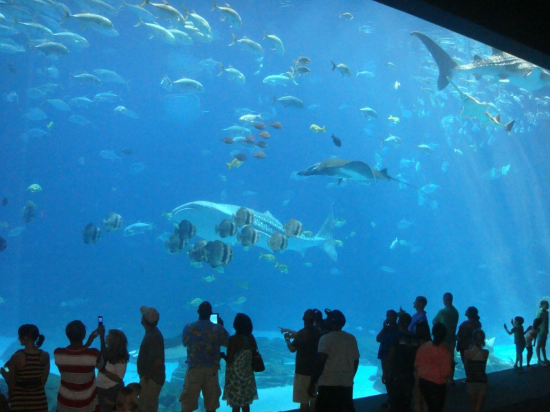 奇妙的水族馆图片(11张)