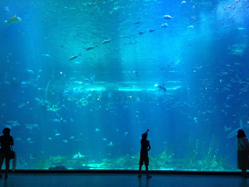 奇妙的水族馆图片(11张)