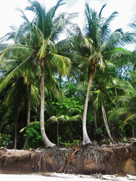 常绿乔木椰子树图片(14张)