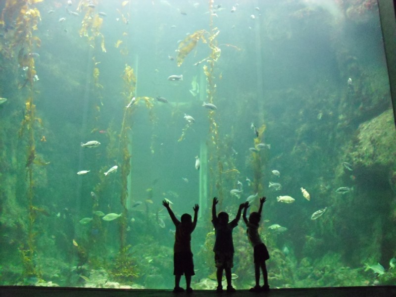 奇妙的水族馆图片(11张)