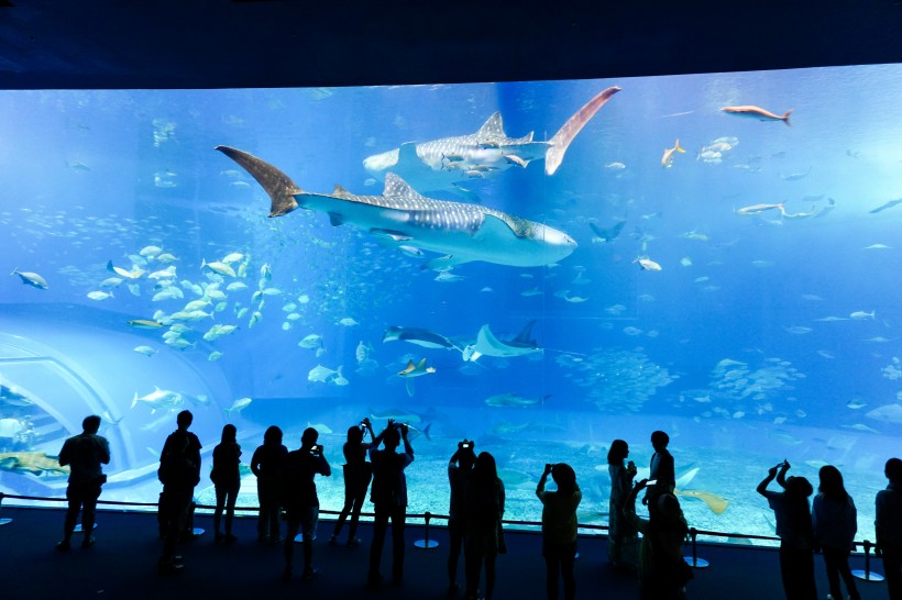 奇妙的水族馆图片(11张)