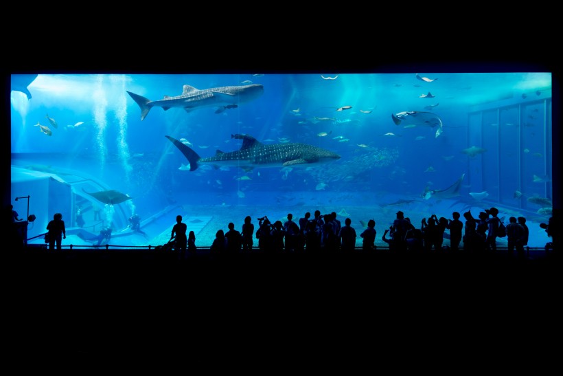 奇妙的水族馆图片(11张)