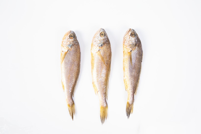 营养小黄鱼图片(10张)