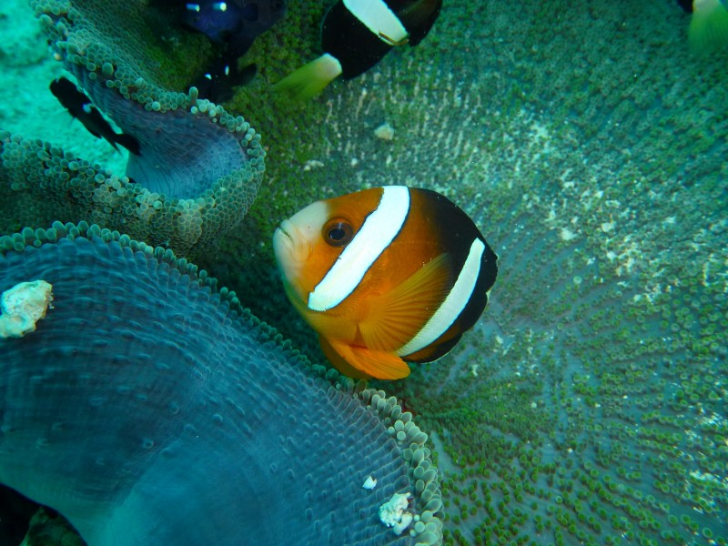 海中的小丑鱼图片(10张)