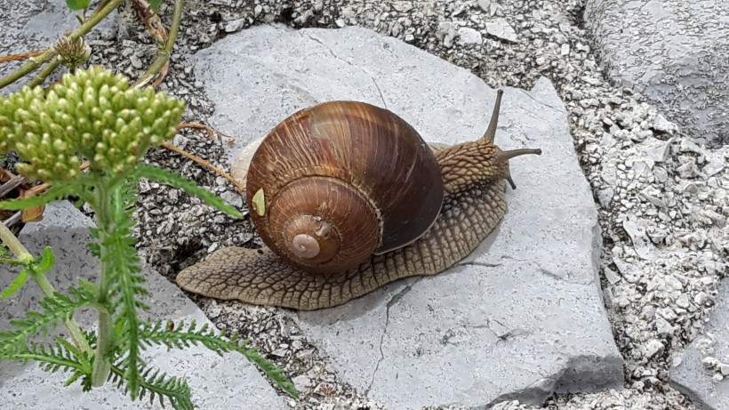 爬行的蜗牛图片(12张)