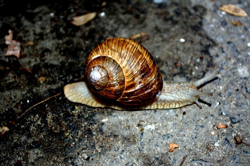 爬行的蜗牛图片(12张)