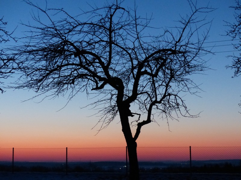 傍晚唯美的树图片(14张)
