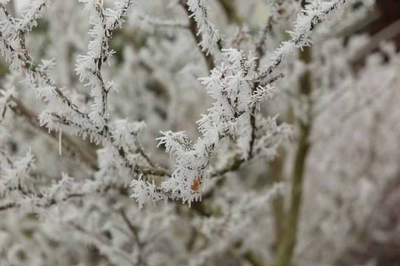 结霜的树枝图片(13张)