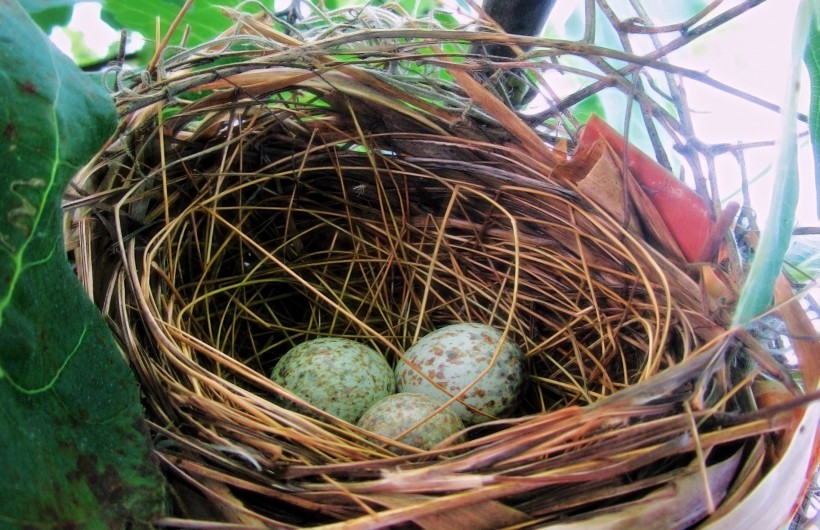 鸟巢中的鸟蛋图片(13张)