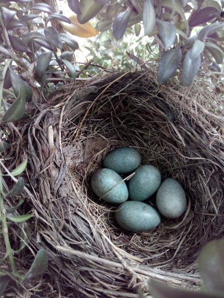 鸟巢中的鸟蛋图片(13张)