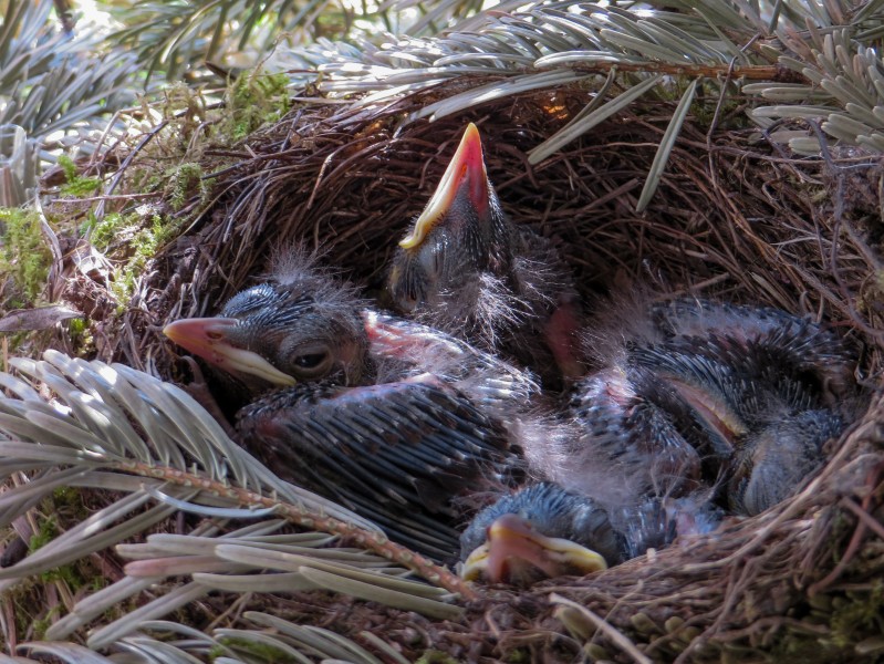 鸟巢中的雏鸟图片(11张)