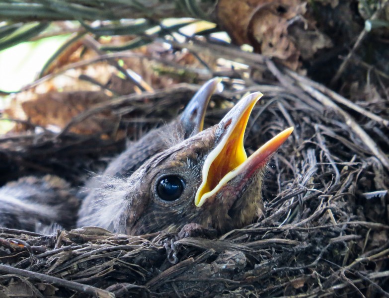 鸟巢中的雏鸟图片(11张)