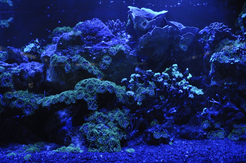 海底的珊瑚礁图片(15张)