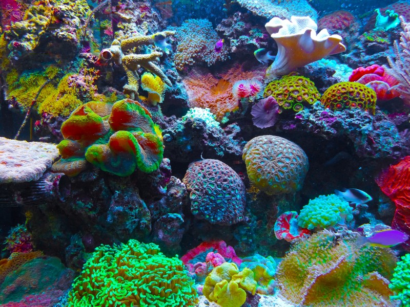 海底的珊瑚礁图片(15张)