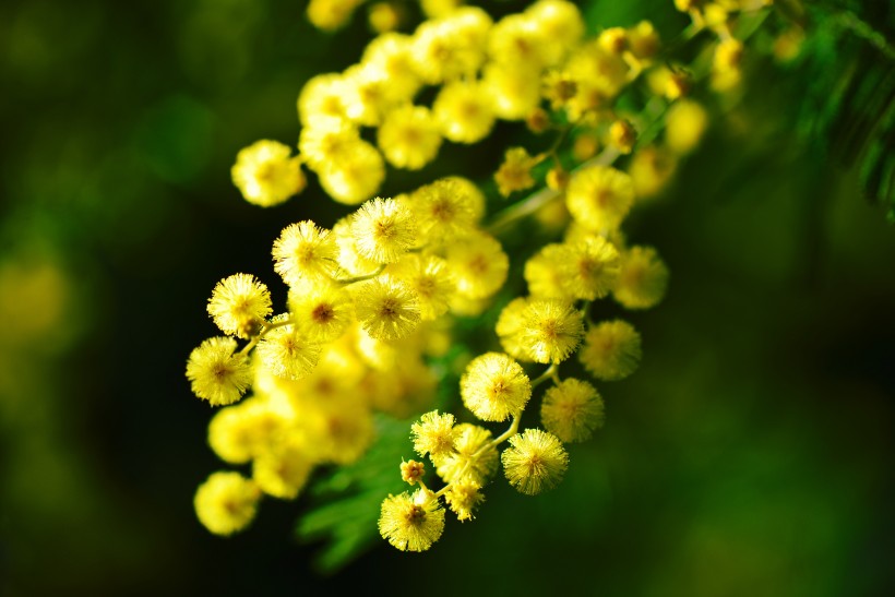 黄色的含羞草花朵图片(11张)