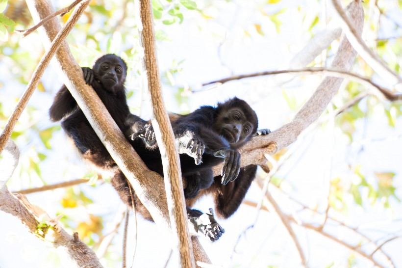 可爱的黑色猴子图片(9张)
