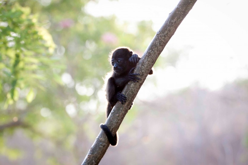 可爱的黑色猴子图片(9张)