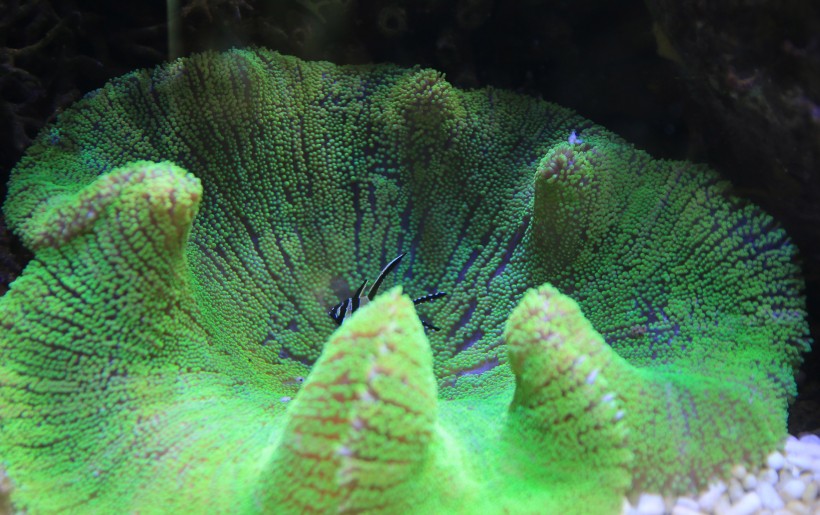 深海里的珊瑚图片(11张)