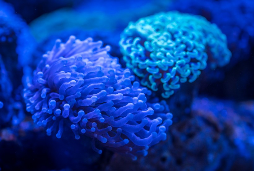 深海里的珊瑚图片(11张)