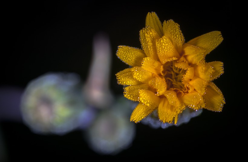 微距拍摄的花朵图片(10张)