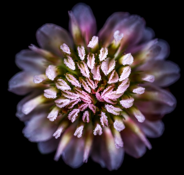 微距拍摄的花朵图片(10张)