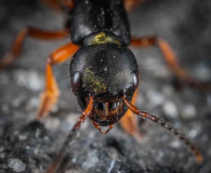 蚂蚁微距摄影图片(11张)