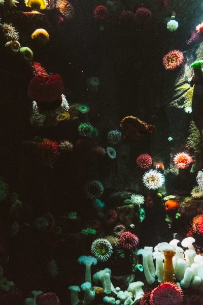 深海里的珊瑚图片(11张)